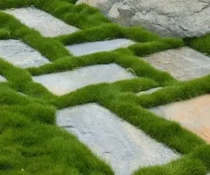 Zoysia tenuifolia landscape floor photo